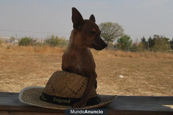 Mini Pinscher 450 euros!!!