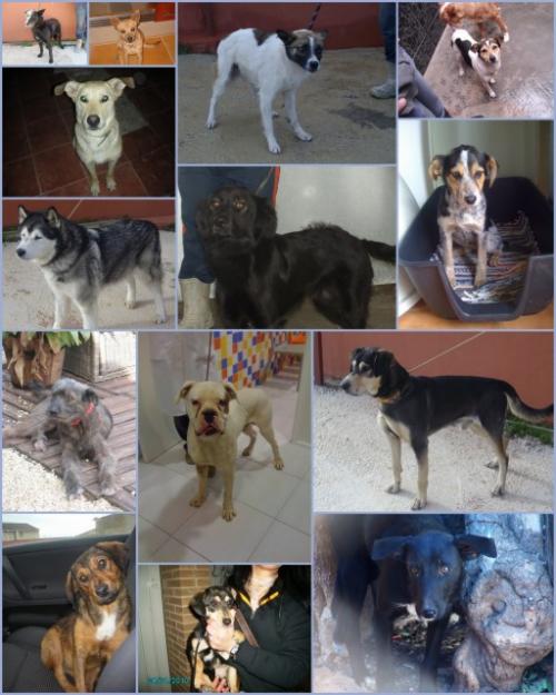 Perros para adoptar