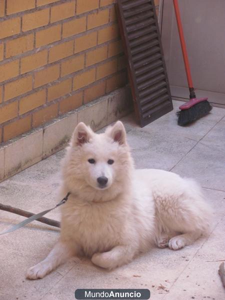 SE REGALA SAMOYEDO DE 9 MESES EN SALAMANCA