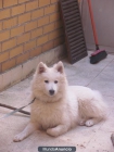 SE REGALA SAMOYEDO DE 9 MESES EN SALAMANCA - mejor precio | unprecio.es