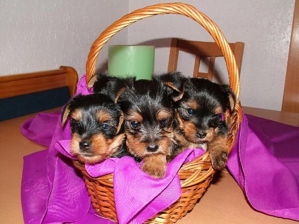 YORKSHIRE TERRIER ENANO A 400 EUROS + GARANTIA