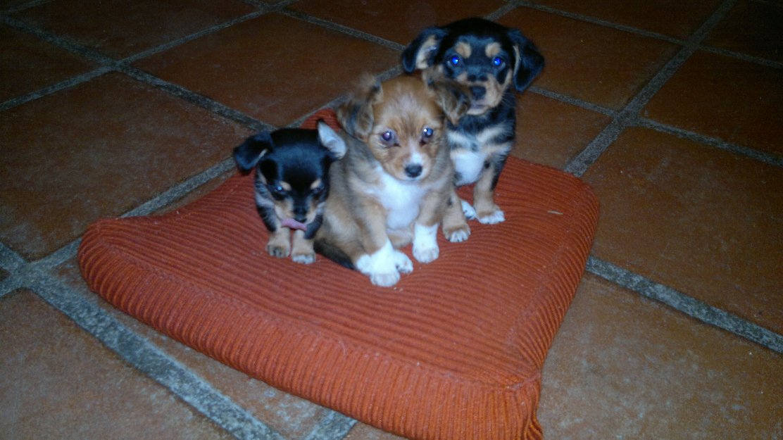 Regalo cachorritas 2 meses tamaño pequeño