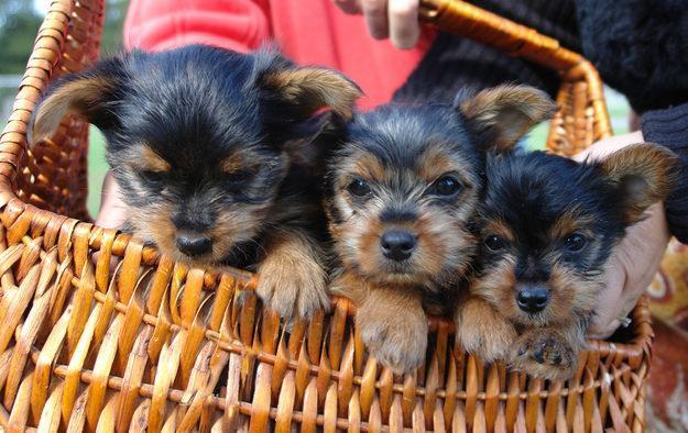 blanco cachorros yorkshire terrier marrón ya están disponibles para ir a un nuevo hogar,