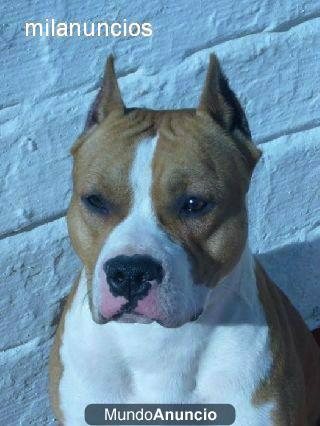 AMERICAN STAFFORDSHIRE TERRIER