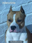 AMERICAN STAFFORDSHIRE TERRIER - mejor precio | unprecio.es