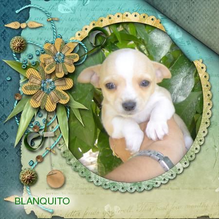 chihuahua precioso macho en venta muy clarito