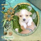 chihuahua precioso macho en venta muy clarito - mejor precio | unprecio.es