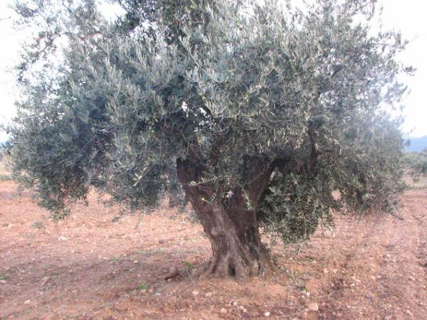 Olivares centenarios 350 años en los villares granada