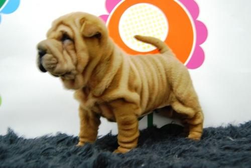 perritos de calidad shar pei