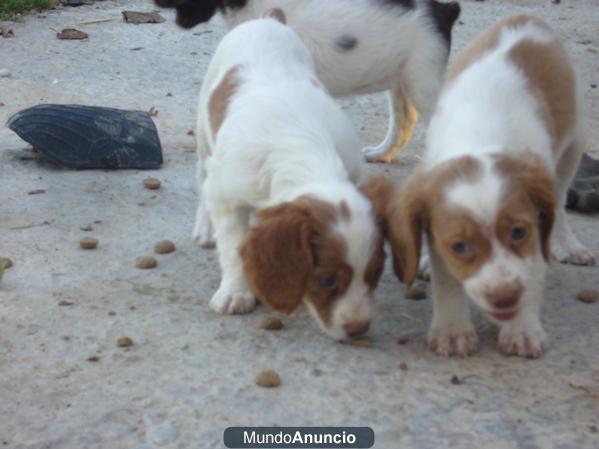 Se venden cachorros de breton frances (camada de bretones)