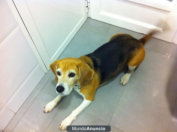 TENGO QUE REGALAR MI PERRITA BEAGLE