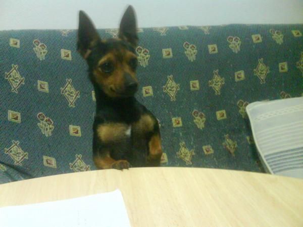 vendo pinscher toy