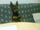 vendo pinscher toy - mejor precio | unprecio.es