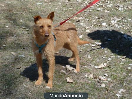 Tierra perrita de un año le han pegado mucho en la calle