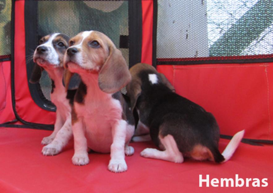 Beagles bicolores y tricolores cachorros en oferta