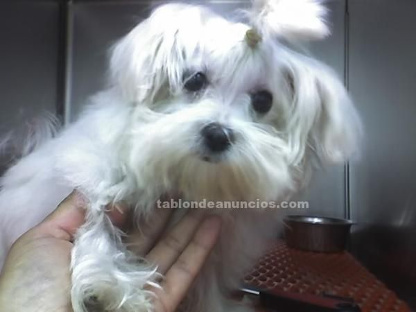 Bichon Maltes 6 meses, 250