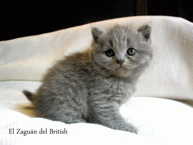 British Shorthair y longhair 