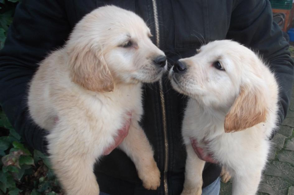 cachorros de golden retriever