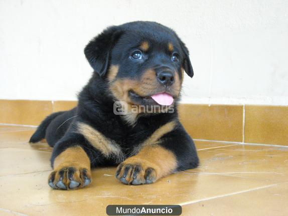 cachorros de rottweiler