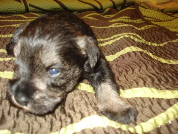 CACHORROS SCHNAUZER MINI SAL Y PIMIENTA