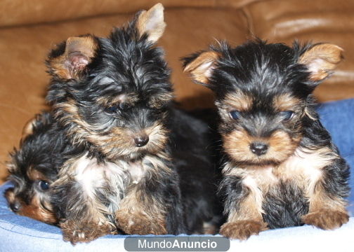 Cachorros Yorkshire, garantia y seriedad !