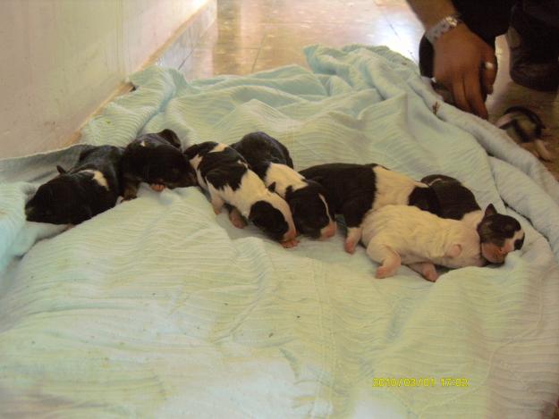 disponible 2 camadas de bull terrier