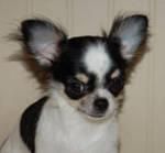 Hermoso muy pequeña de pelo largo Chihuahua cachorros