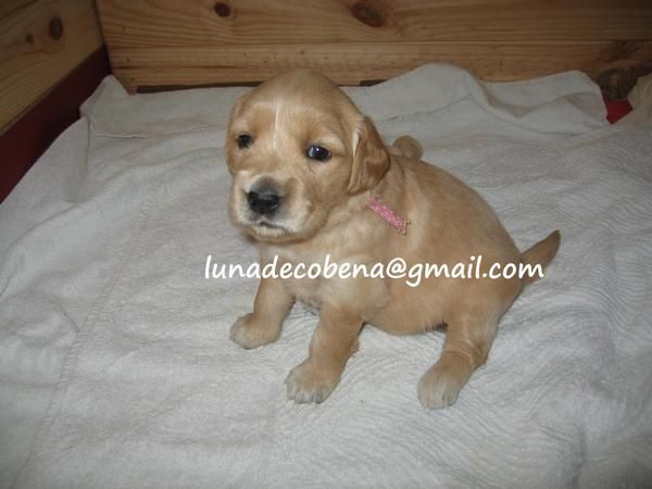 particular PRECIOSOS CACHORROS GOLDEN RETRIEVER - madrid- con pedigree