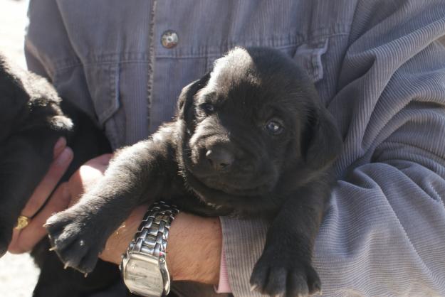 Regalo perritos mezcla braco weimar y pastor belga