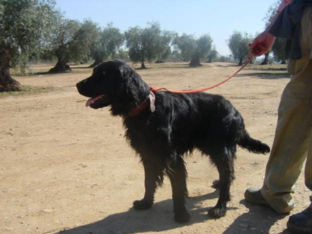 setter irlandés en adopción.