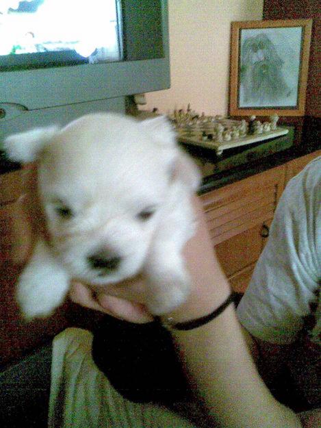 vendo dos preciosos cachorros bichon maltes