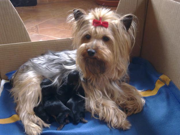 Venta cachorros yorkshire