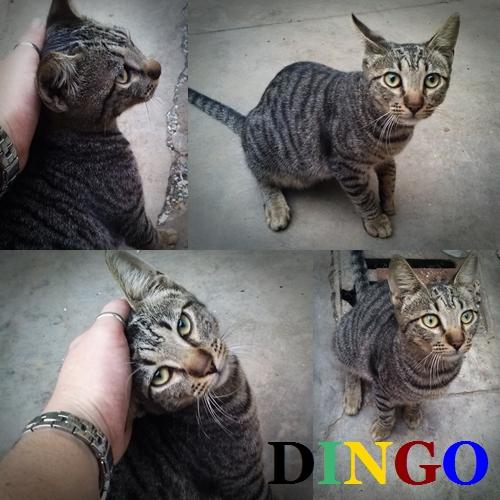 DINGO. Gato muy cariñoso viviendo en un polígono industrial.