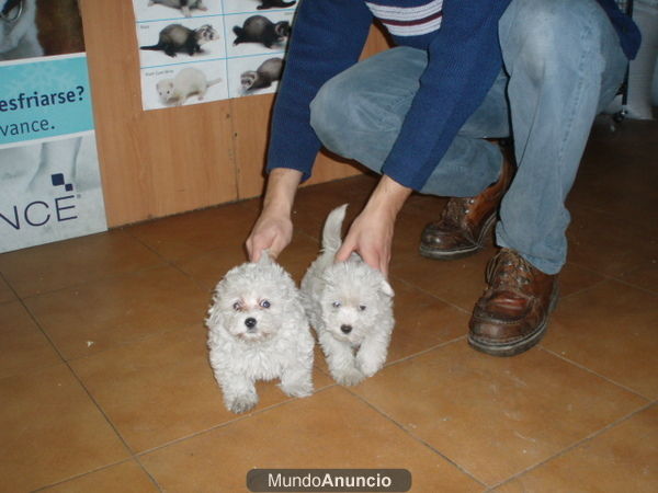 Bichon Maltes 395 euros