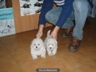 Bichon Maltes 395 euros - mejor precio | unprecio.es