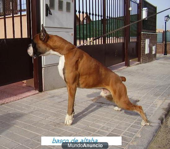 Cachorros boxer de exposicion