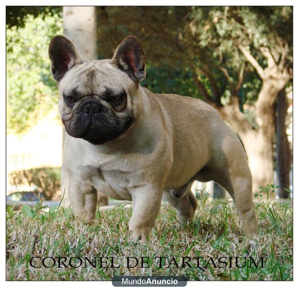 CACHORROS DE BULLDOG FRANCES