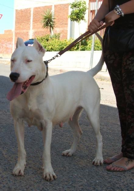 CAMADA DOGO ARGENTINO