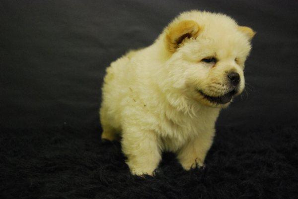 chow chow , cacachorritos disponible