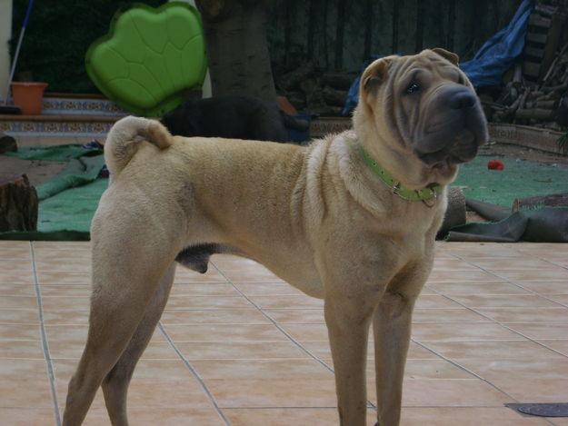 disponibles 3 machos de shar-pei para montas en valencia