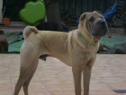 disponibles 3 machos de shar-pei para montas en valencia - mejor precio | unprecio.es