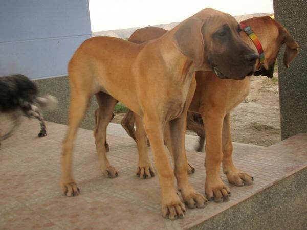 Dogos Alemanes dorados y atigrados 