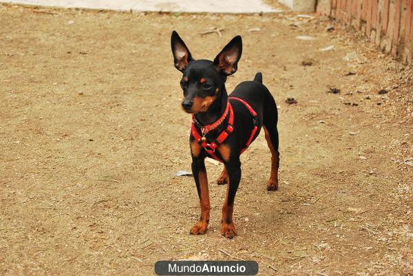 Ofrezco MONTA Con MINI PINSCHER MACHO AUTÉNTICO 2kg