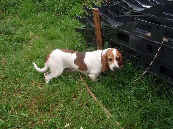 perra beagle cazando