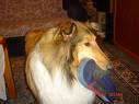 rough collie