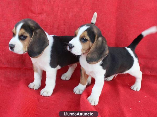 ¡Tu Beagle, impresionante camada!