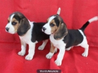 ¡Tu Beagle, impresionante camada! - mejor precio | unprecio.es