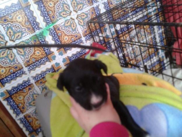 bull terrier con rottweiler se regala