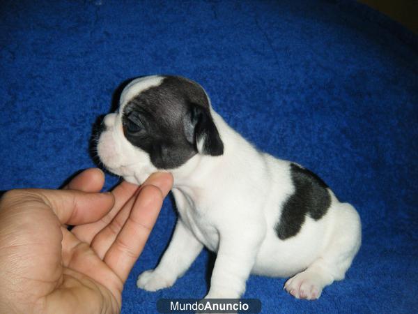 FUENGIROLA BULL DOG FRANCES CRIA