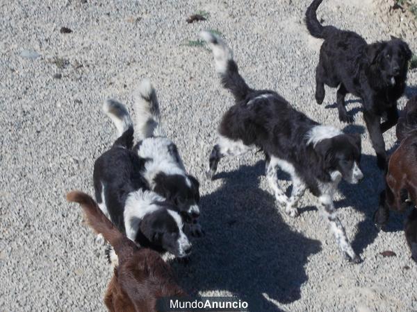 por cierre de criadero se venden terranovas